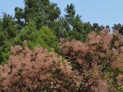 -洛阳市隋唐城遗址植物园