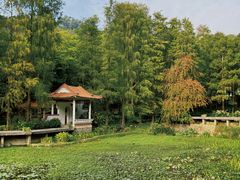 -深圳仙湖植物园
