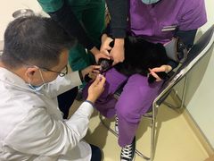 -艾贝尔宠物医院·24H转诊中心·肿瘤猫专科(江宁双龙店)