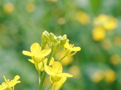 -光明小镇欢乐田园