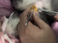 -北京观赏动物医院·24小时大型综合·猫专科·异宠专科