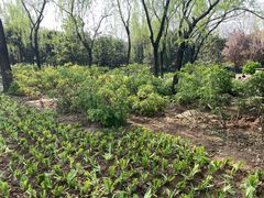 -洛阳市隋唐城遗址植物园