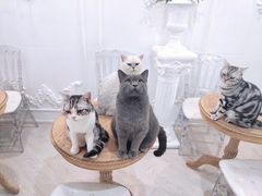-共舞时光猫咖·狗咖(新街口店)