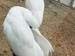 -盐城丹顶鹤湿地生态旅游区