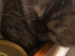 -猫色咖啡·猫咖