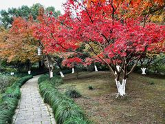 -杭州植物园