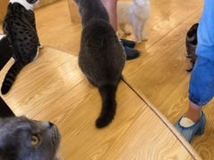 -萌喵宠狗爱心宠咖