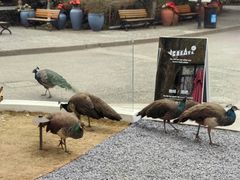 -J Create城市露营咖啡·简餐·宠物(上海动物园店)