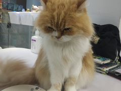 -喵的天空名猫咖啡馆·撸猫·猫舍·用品