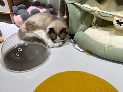 -COLOR PETS 撸猫馆·购猫·猫咖(长风大悦城店)