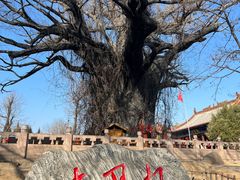 -大槐树寻根祭祖园