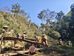 -西双版纳原始森林公园