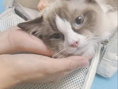 -纳吉亚猫专科动物诊疗中心(蒋宅口分院)