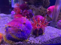 -太平洋海底世界