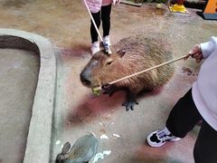 -正佳雨林生态植物园