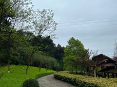 -铁山坪森林公园