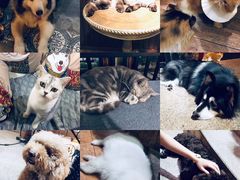 -more than meow吴止猫主题餐厅(承德 中船汇店)