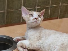 -帕帕拉兹宠物(亚洲旗舰店)