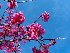 -天适樱花悠乐园