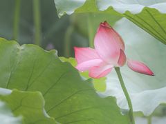 -月湖风景区