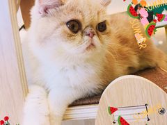 -飞行喵MR PILOT|猫舍·猫咖(静安大融城店)