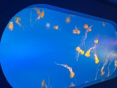 -太平洋海底世界