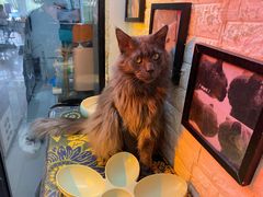 -平行世界·猫咖(首经贸店)