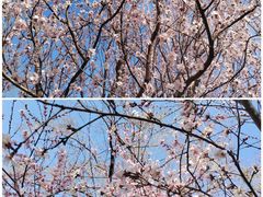 -桃花堤公园