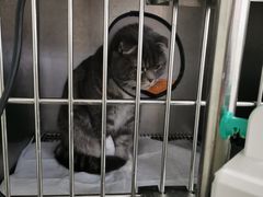 -安安宠医·安宠宠物医院