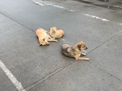 -无忧学车·大众驾校(长宁校区)
