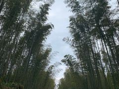 -蜀南竹海景区