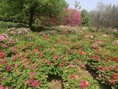 -洛阳市隋唐城遗址植物园