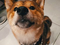 -柴务处·柴犬主题狗咖