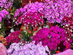 -溪岸路花鸟市场