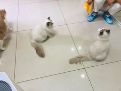 -鼓捣猫呢主题猫咖店