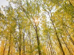 -合肥滨湖国家森林公园