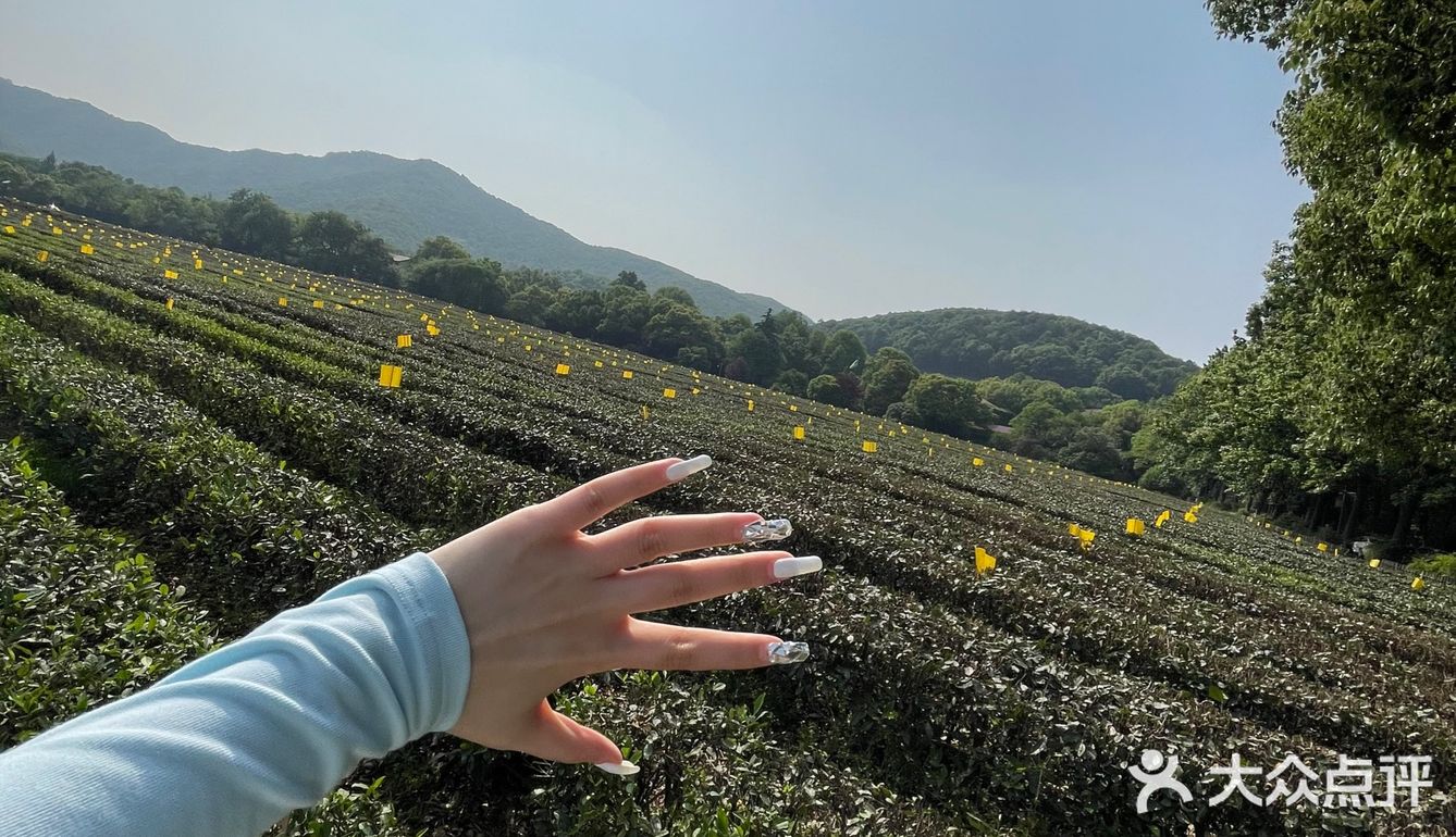 龙井茶园太好拍了