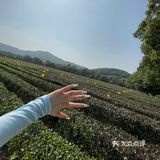龙井茶园太好拍了