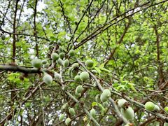 -广州市流溪河国家森林公园