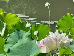 -洛阳市隋唐城遗址植物园