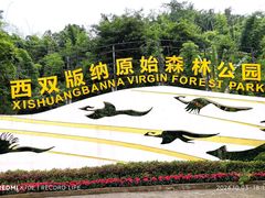 -西双版纳原始森林公园