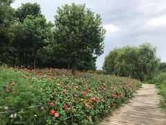 -合肥滨湖国家森林公园