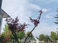 -洛阳市隋唐城遗址植物园