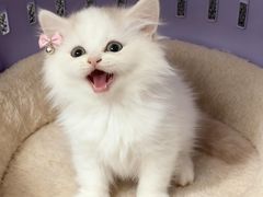 -伟伟宠物医院·瑞派猫友好医院·猫科(光谷店)