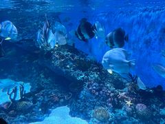 -海合安成都极地海洋公园