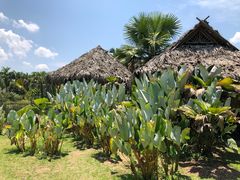 -中国科学院西双版纳热带植物园