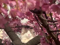 -翊宠yipet猫狗购宠庄园犬舍•猫舍