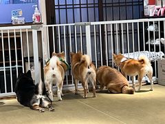 -逗柴咖啡屋·狗咖猫咖宠物桌游