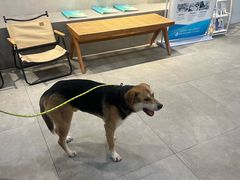 -伟伟宠物医院·CT影像中心·瑞派犬猫综合性门诊(汉口总院)