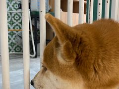 -是阿柴呀！柴犬咖啡·爱喵喵猫咖